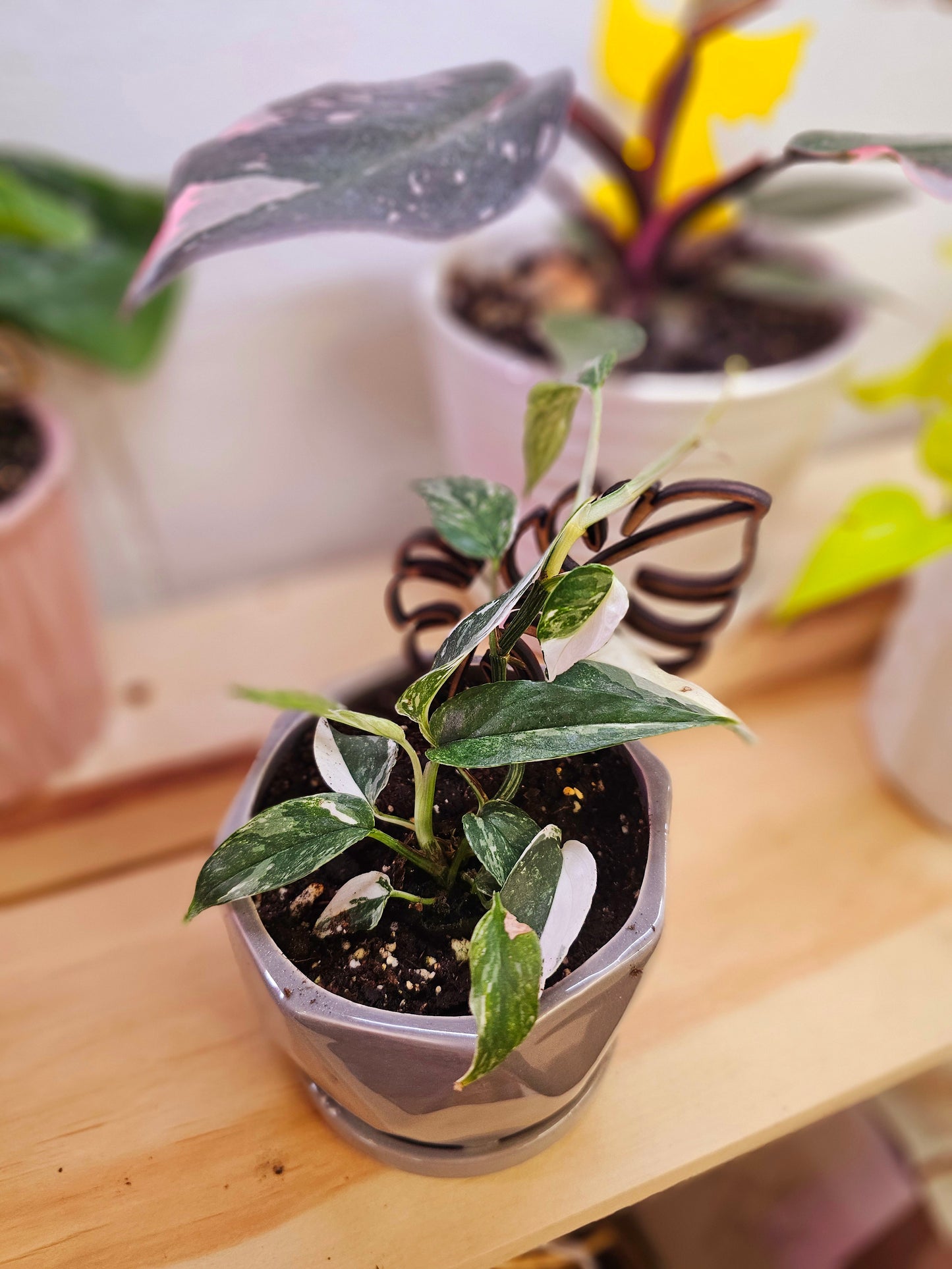 epipremnum pinnatum albo