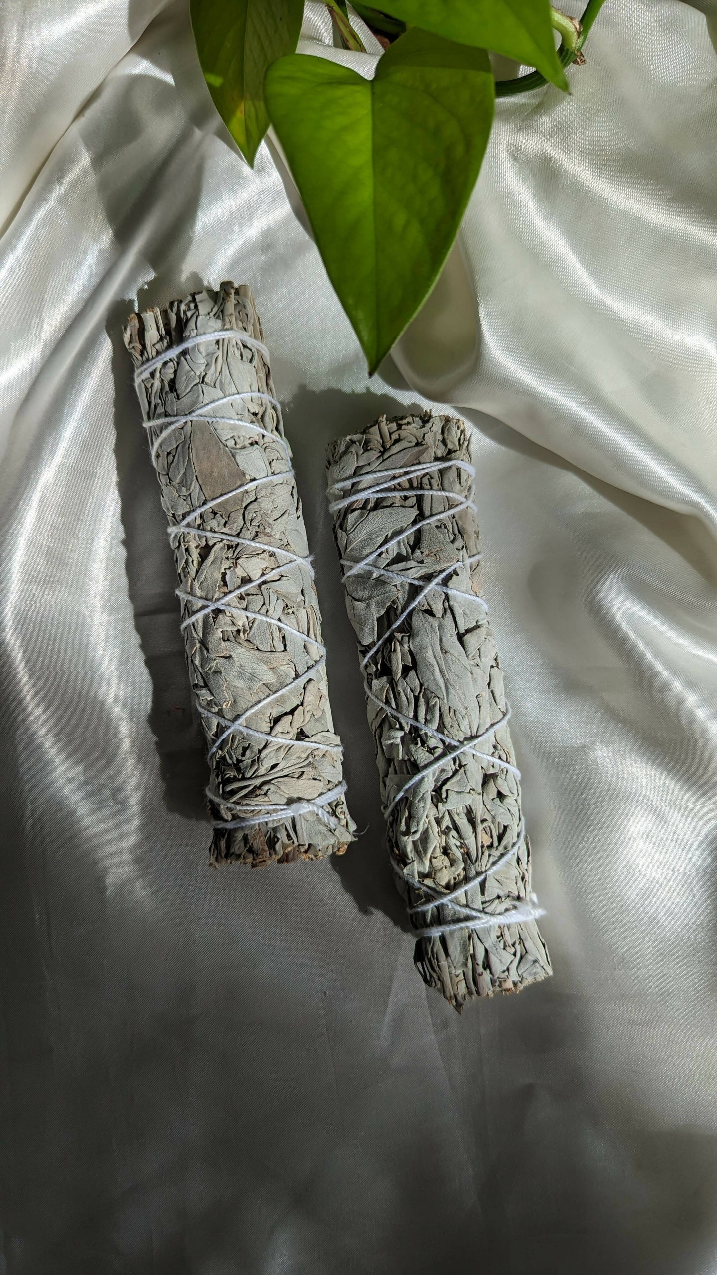 White Sage