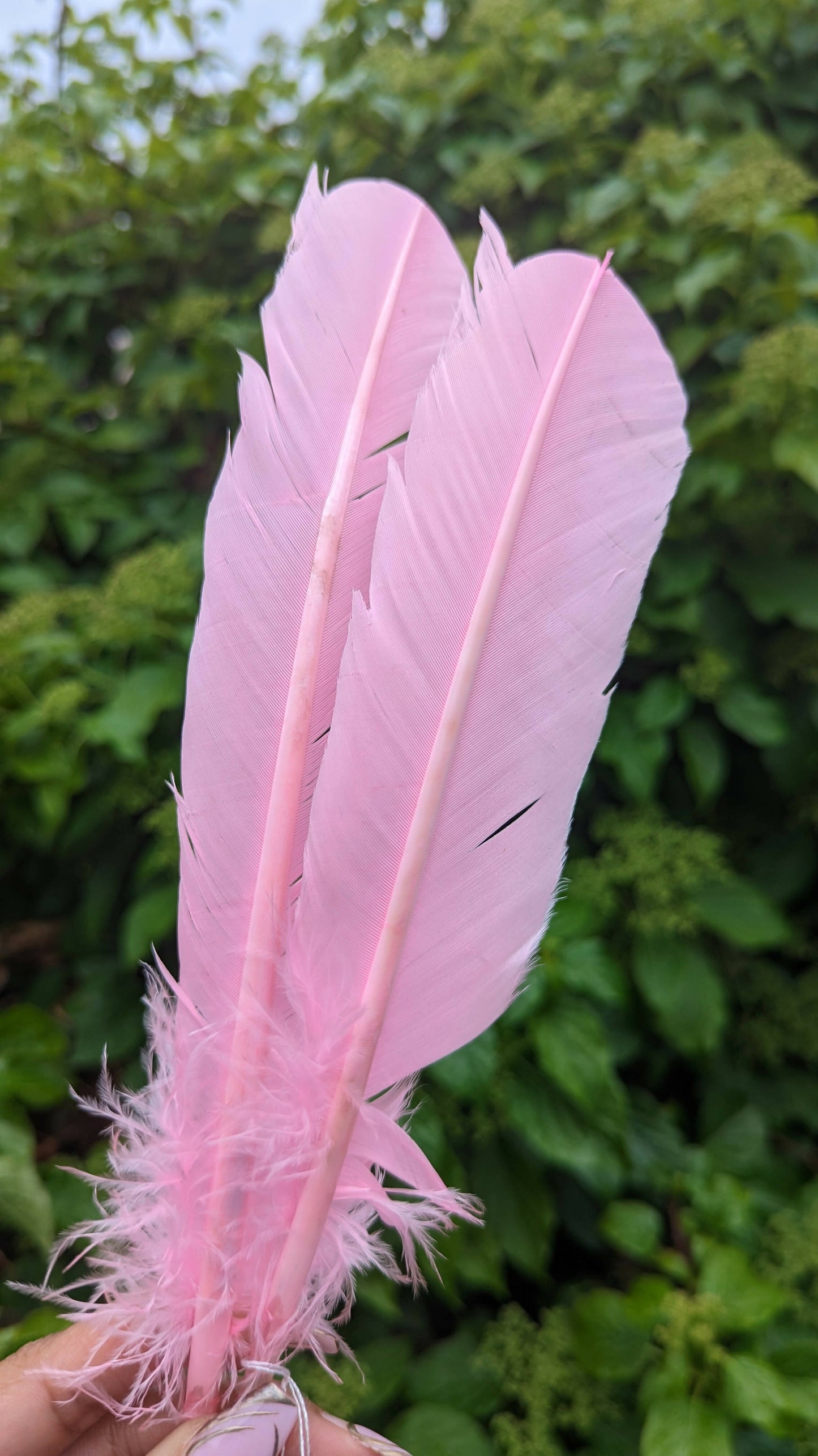 Pink Smudge Feather