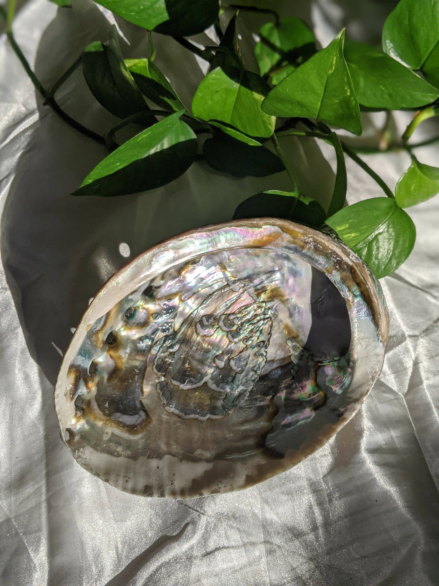 Abalone Shell