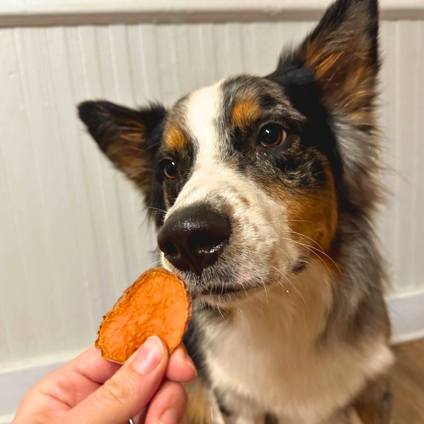 Sweet Potato Chews Dog Treat